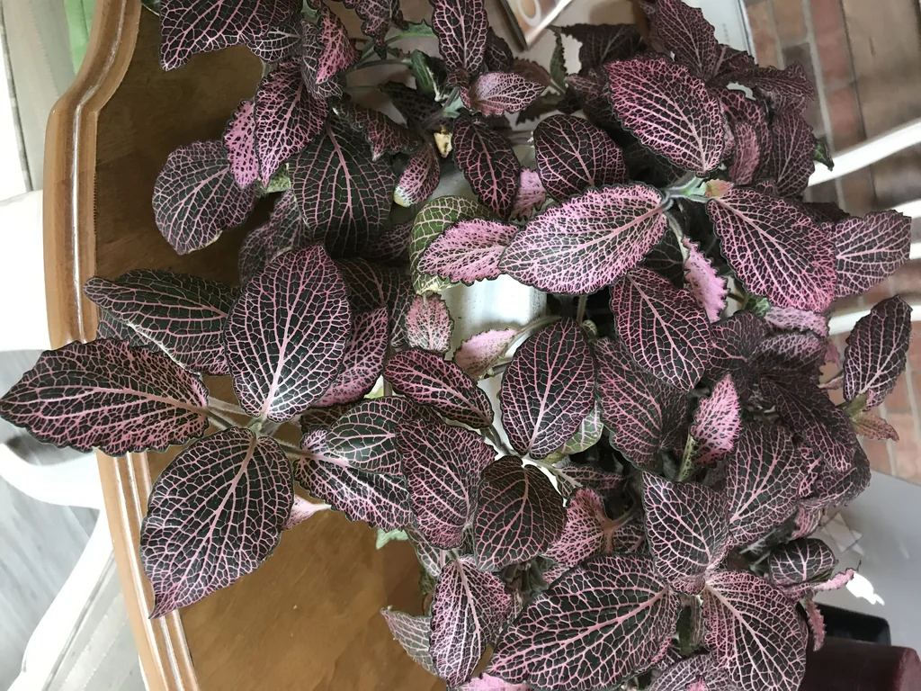Fittonia albivenis с розовыми прожилками