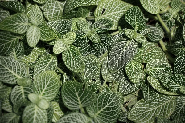 Фиттония, Fittonia albivenis