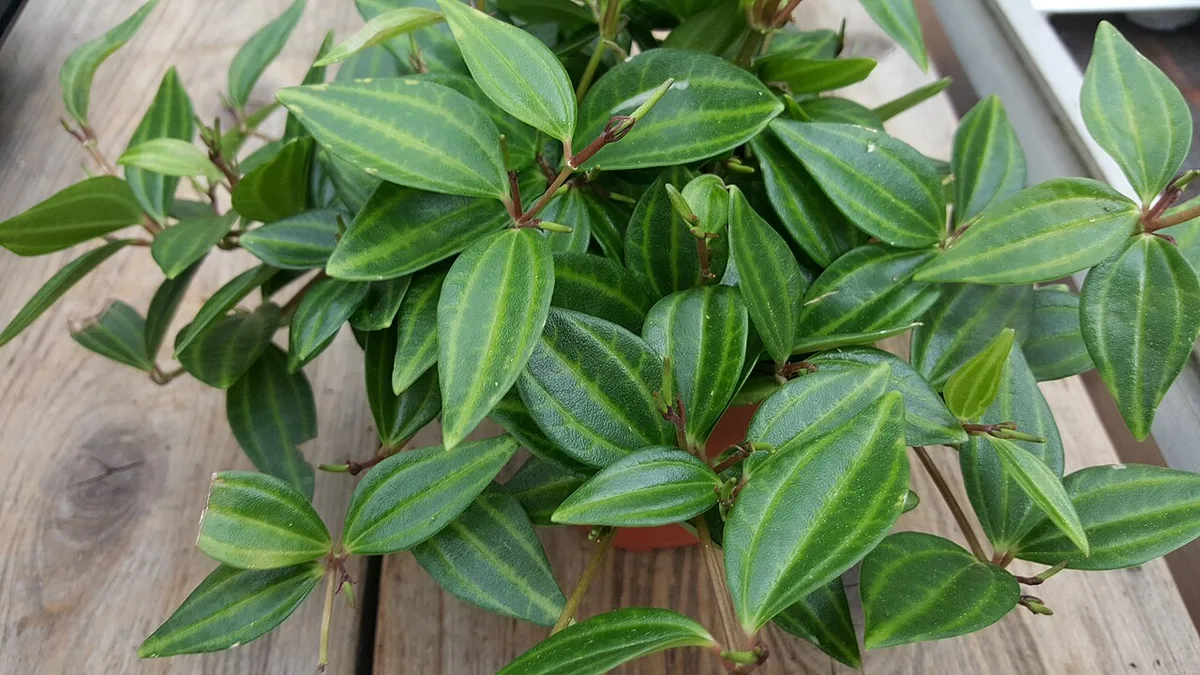 Пеперомия ангулата, Peperomia quadrangularis