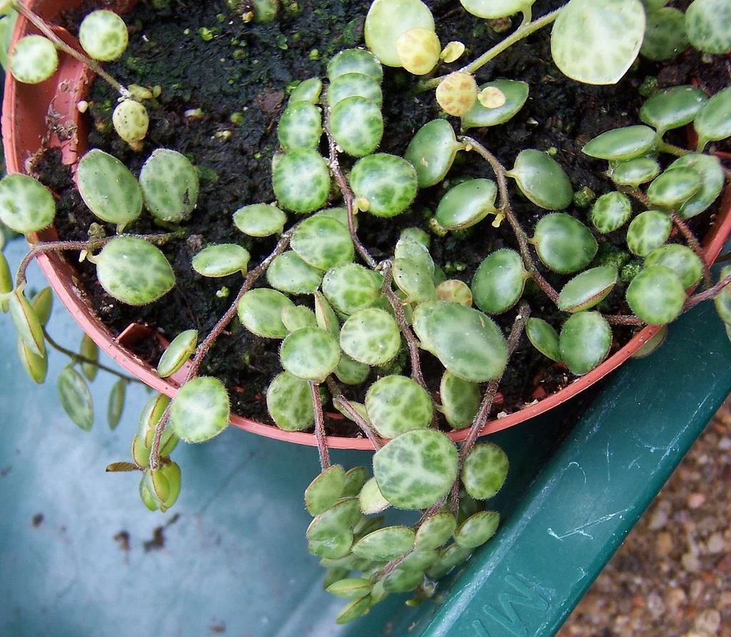 Пеперомия прострата, Peperomia prostrata