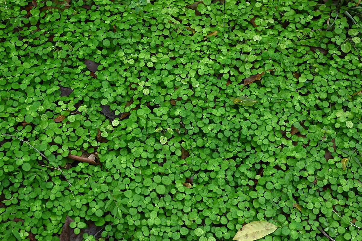 Пилея монетолистная, Pilea nummulariifolia
