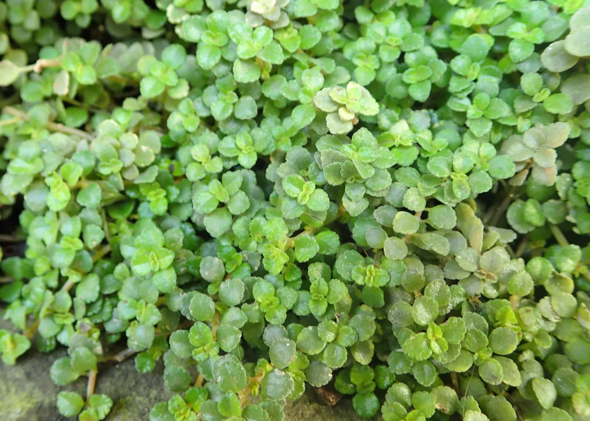 Пилея прижатая, Pilea depressa